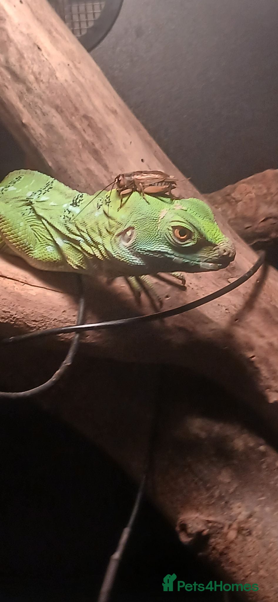 Lizard reptiles Green basilisk with full setup  - Advert 2