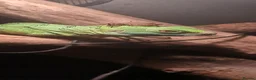Lizard reptiles for sale: Green basilisk with full setup  - Advert 1