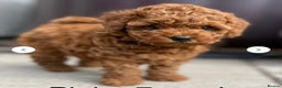 Toy Poodle dogs for stud: Amazing Red Asian Toy Poodle FOR STUD ONLY - Advert 10