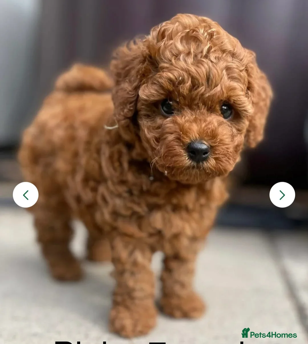 Toy Poodle dogs for stud: Amazing Red Asian Toy Poodle FOR STUD ONLY - Advert 10