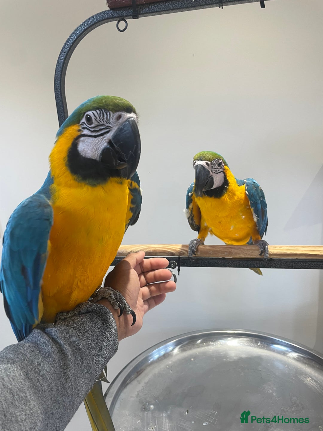 Macaws birds for sale: Ready Baby HandReared Super Tame Blue & Gold Macaw - Image 6