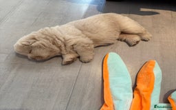 Chow Chow dogs for sale: 🔥 UK best Lilac platinum 🧸 chow chows KC  - Image 19