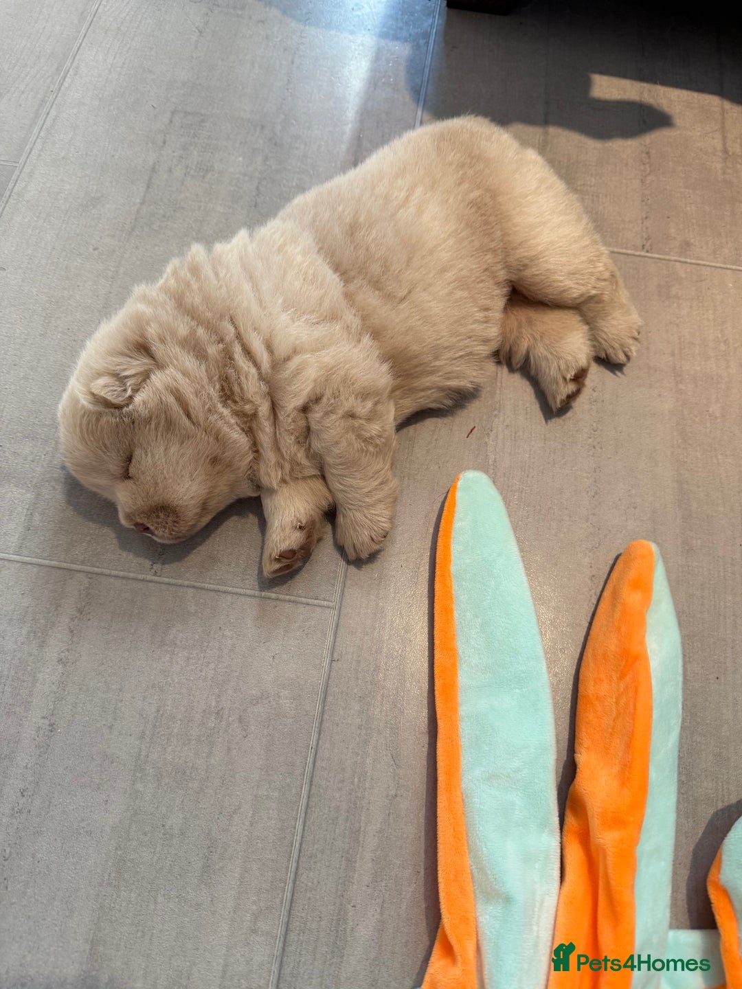 Chow Chow dogs for sale: 🔥 UK best Lilac platinum 🧸 chow chows KC  - Image 19