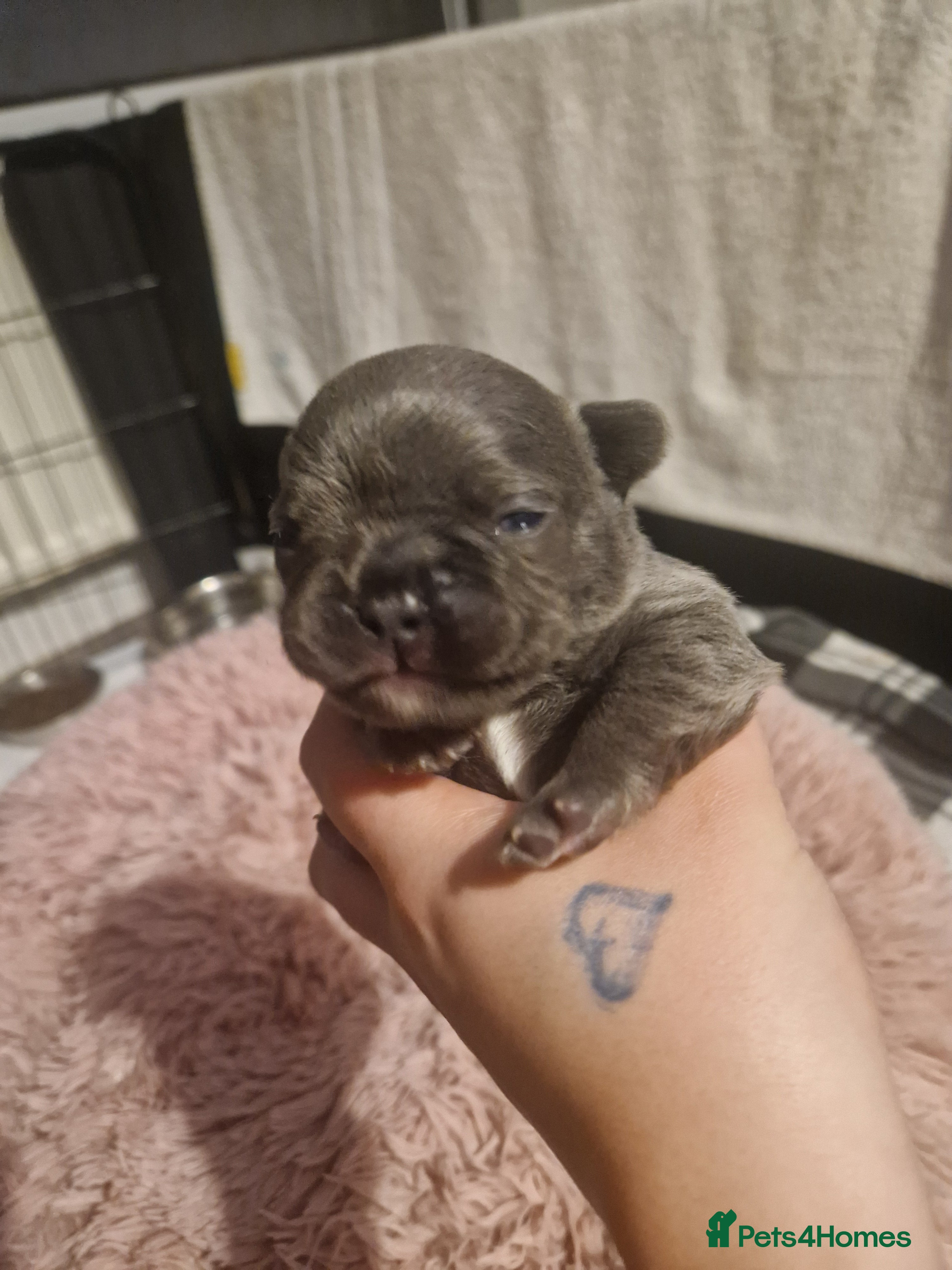 French Bulldog dogs Lilac blue and merle frenchies  - Advert 10