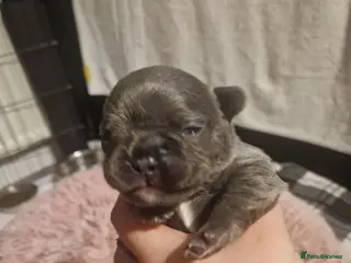 French Bulldog dogs Lilac blue and merle frenchies - Advert 10