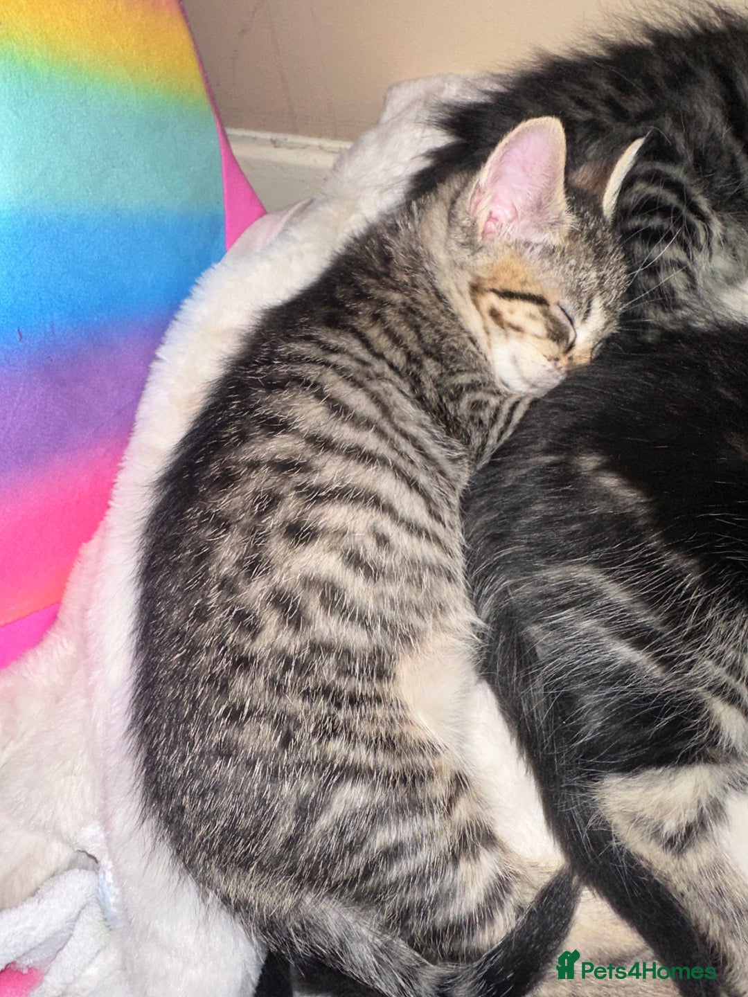 Ragdoll cats for sale: 4 rag doll kittens available  - Image 7