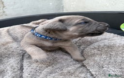 Cane Corso dogs for sale: Stunning blue cane corso litter - Image 4