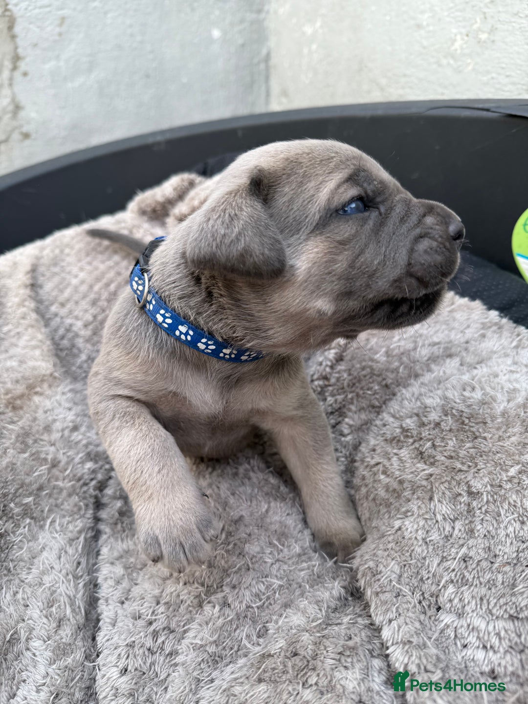 Cane Corso dogs for sale: Stunning blue cane corso litter - Image 4