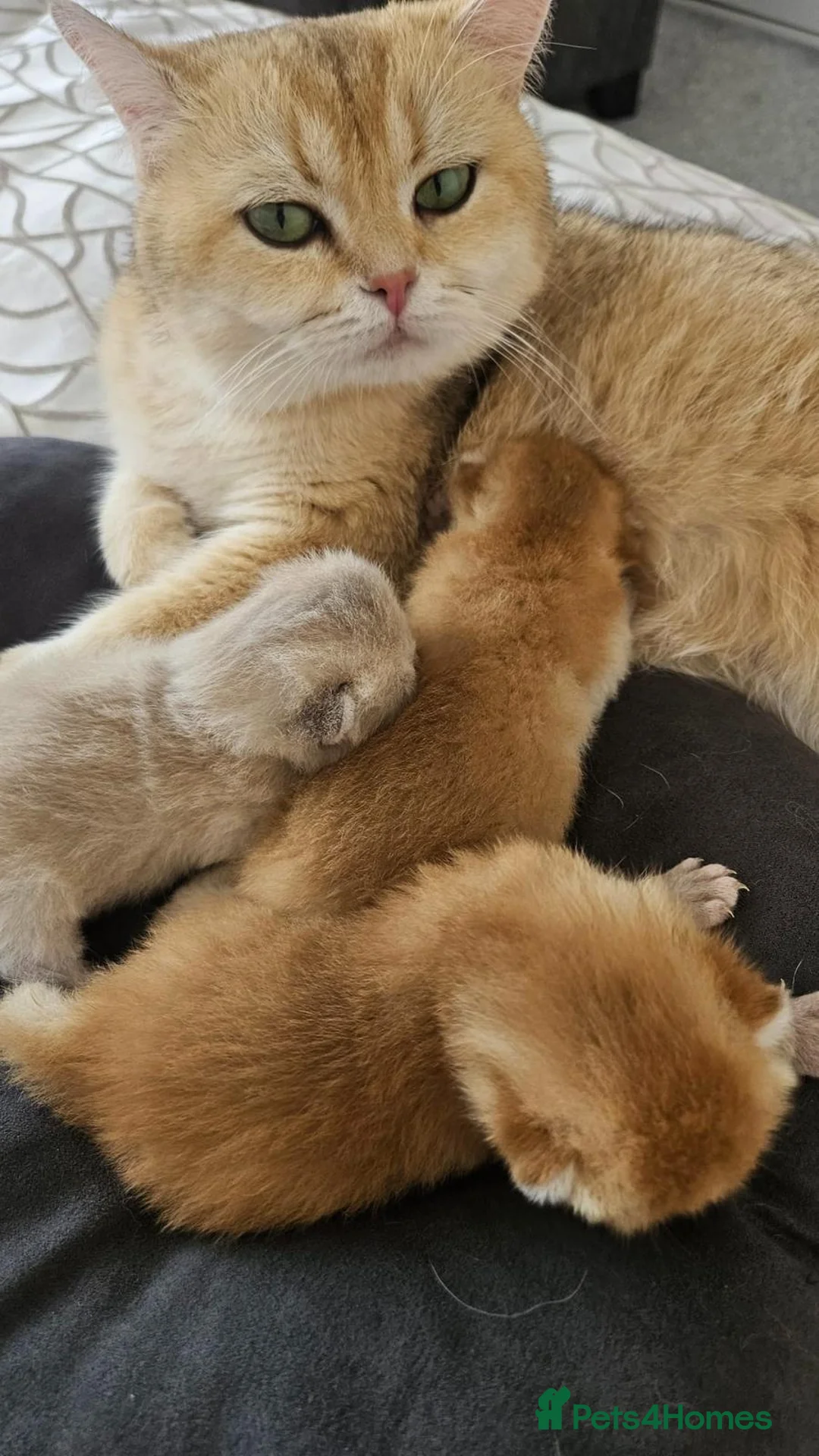 British Shorthair cats for sale: 2Golden Chinchilla boy's and 1 Blue Golden boy. in Castleford - Advert 2