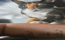 Mixed Breed cats for sale: Beautiful 10 week old kittens  - Advert 6