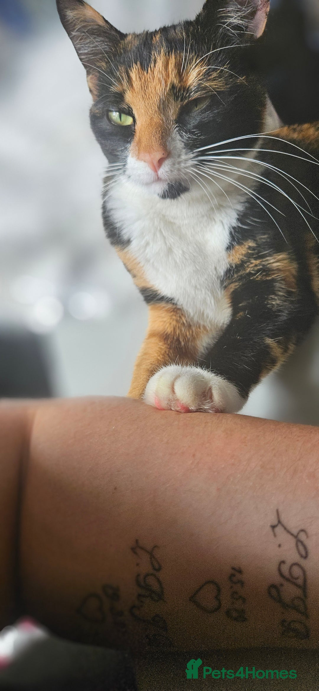 Mixed Breed cats for sale: Beautiful 10 week old kittens  - Advert 6