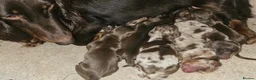 Miniature Dachshund dogs for stud: Chocolate & Tan Dapple Long Haired Mini Dachshund - Advert 8
