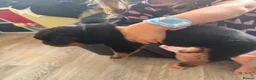 Rottweiler dogs for sale: Absolutely stunning Rottweiler puppies  - Advert 14