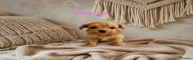Pink girl