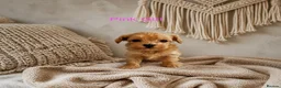 Maltipoo dogs for sale: 5 Wonderful pups looking. for forever home - Advert 8