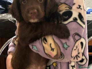 Cocker Spaniel dogs Cocker spaniel puppies for sale - Advert 5