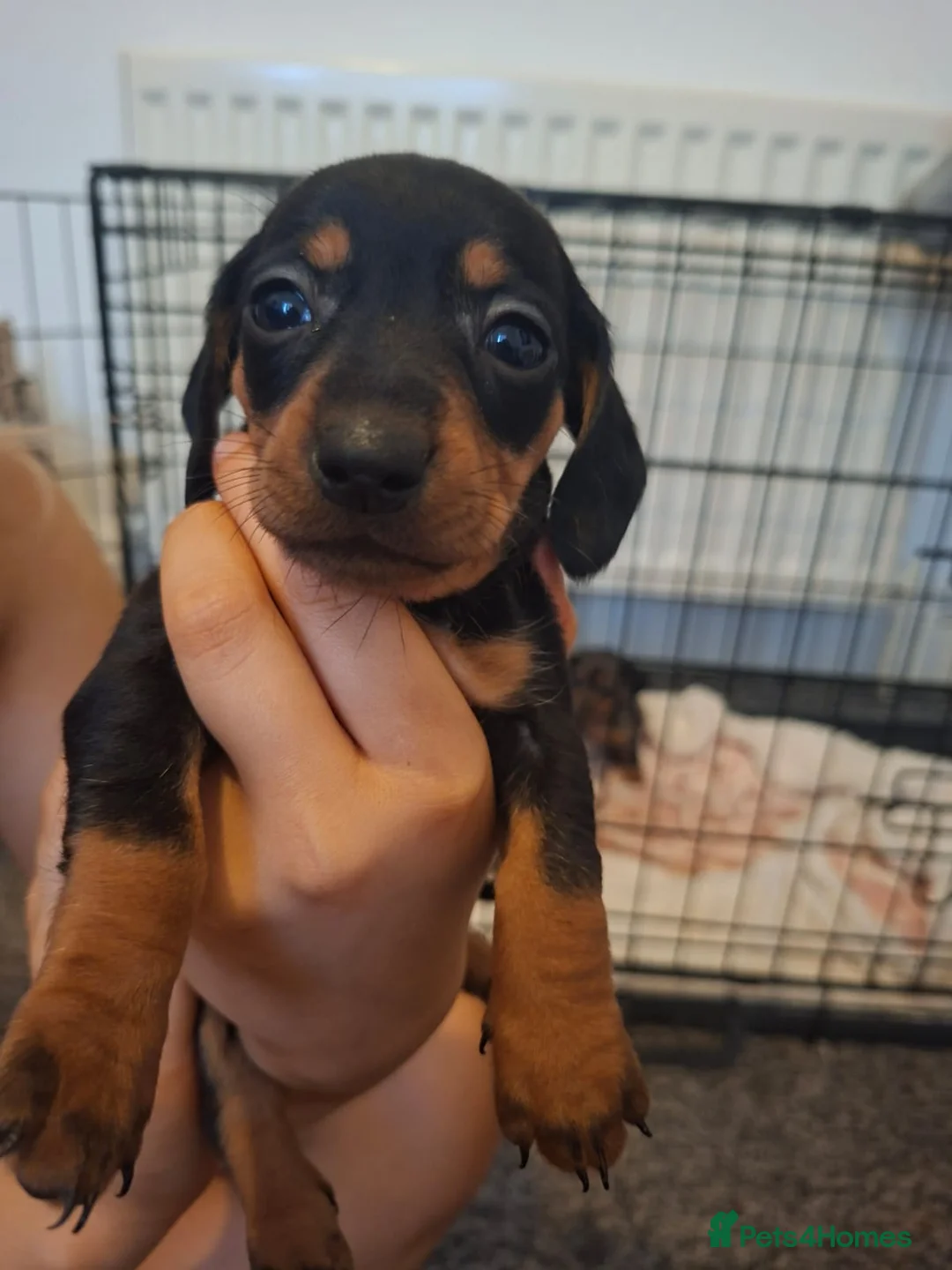 Miniature Dachshund dogs for sale: Miniature dachshund 5 left  - Advert 11