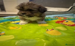 Lhasa Apso dogs for sale: Fabulous KC reg gold male Lhasa apso - Advert 3