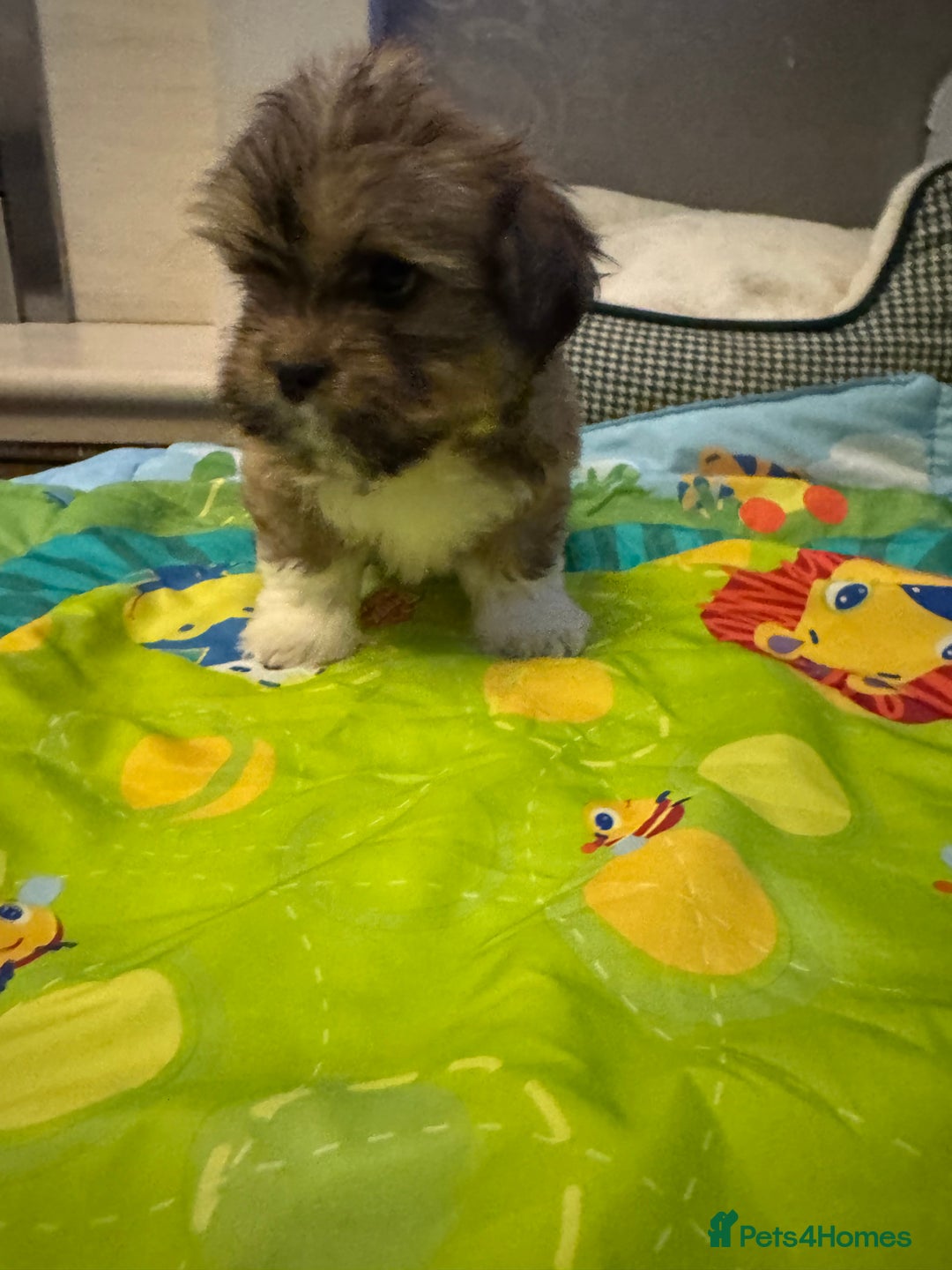 Lhasa Apso dogs for sale: Fabulous KC reg gold male Lhasa apso - Advert 3