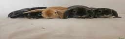 Mini Lop rabbits for sale: Purebred Mini Plush Lops Blues & Orange  - Advert 9