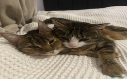 Domestic Shorthair cats for sale: Olive and Aggie  - Image 1