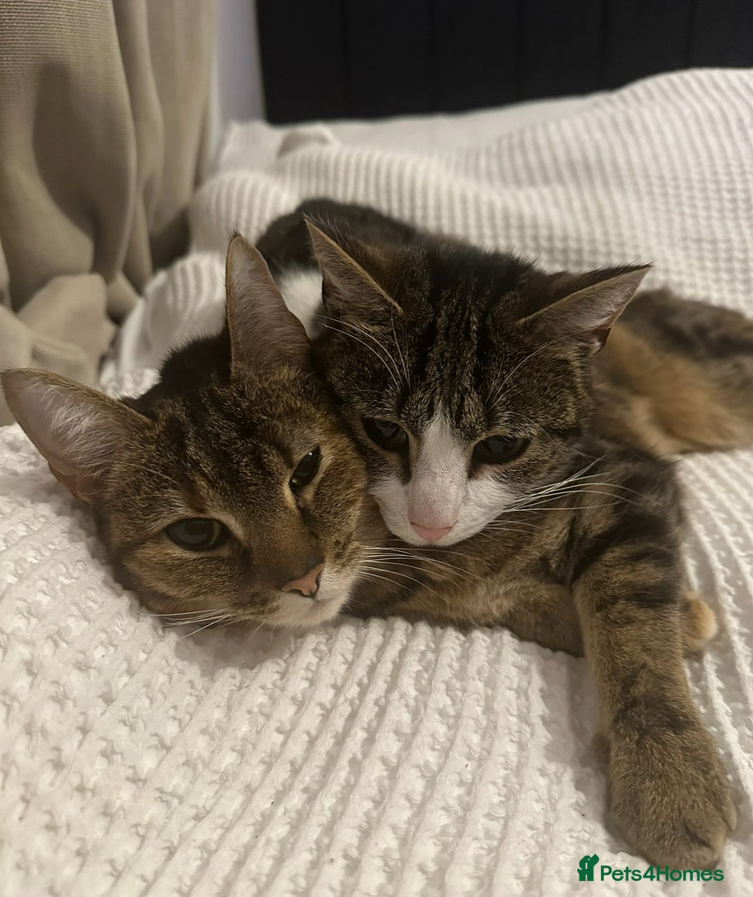 Domestic Shorthair cats for sale: Olive and Aggie  - Image 1