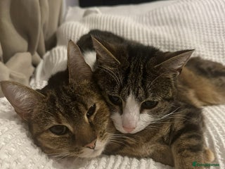 Domestic Shorthair cats - Advert 1