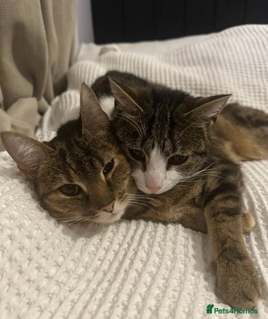 Domestic Shorthair cats - Advert 1