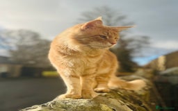 Maine Coon cats for sale: Beautiful Maine Coon babies - Image 22