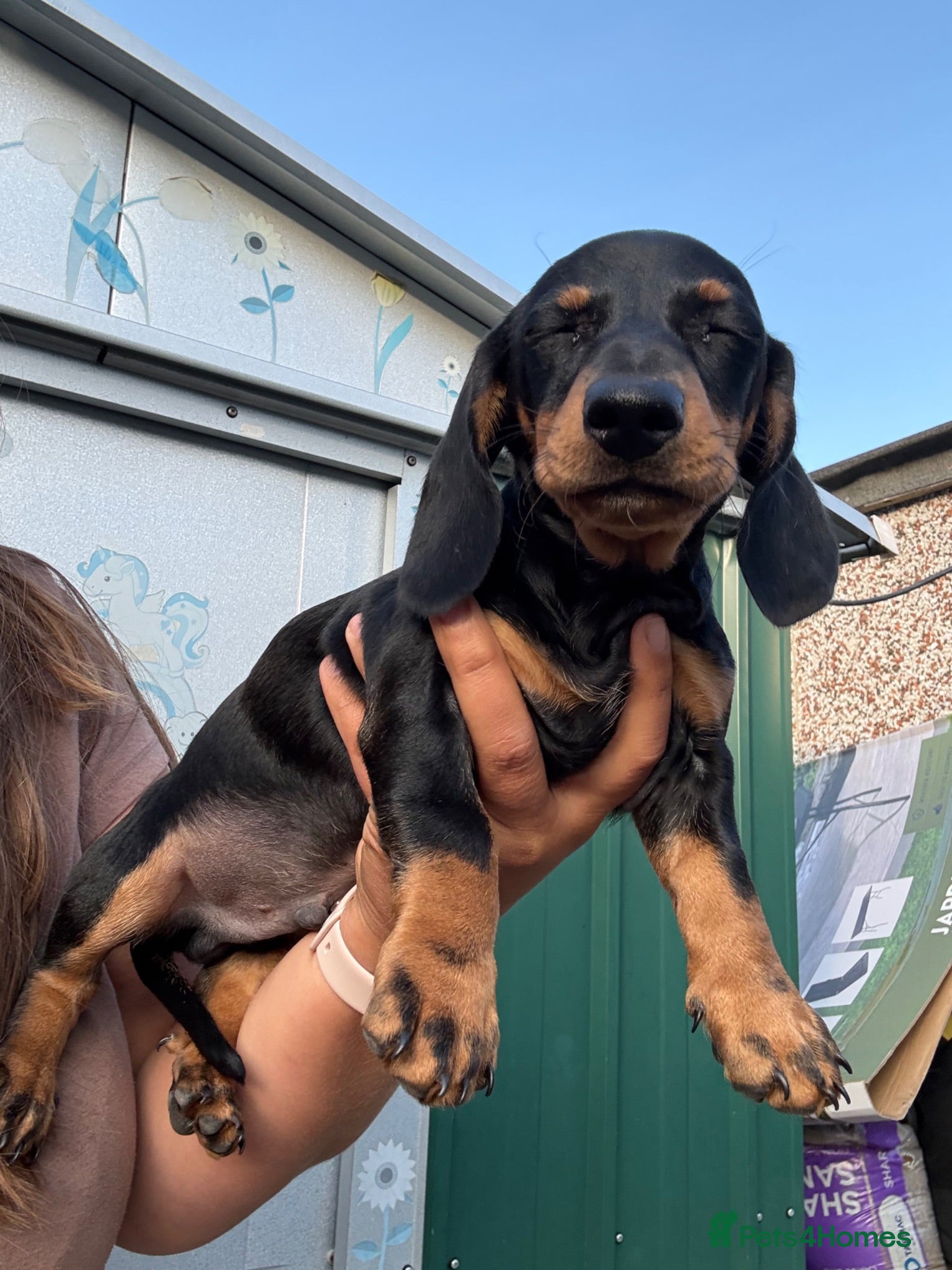 Dachshund dogs 1 gorgeous dachshund boy pup  ready to leave now - Advert 8