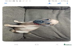 Mixed Breed dogs for sale: Dachshund X Pug - Image 10