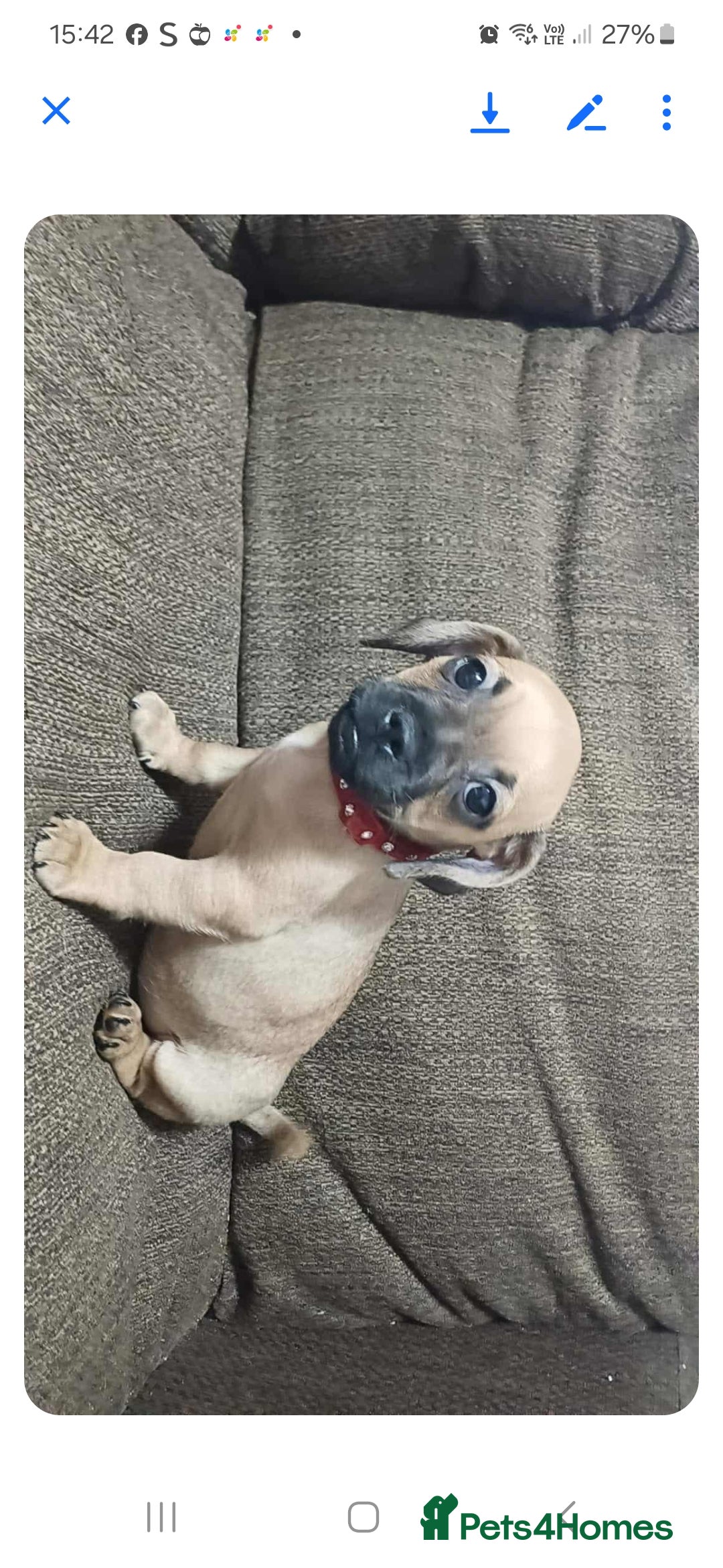 Mixed Breed dogs for sale: Dachshund X Pug - Image 10