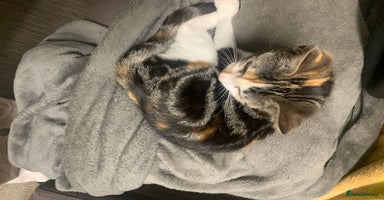 Domestic Shorthair cats - Advert 1