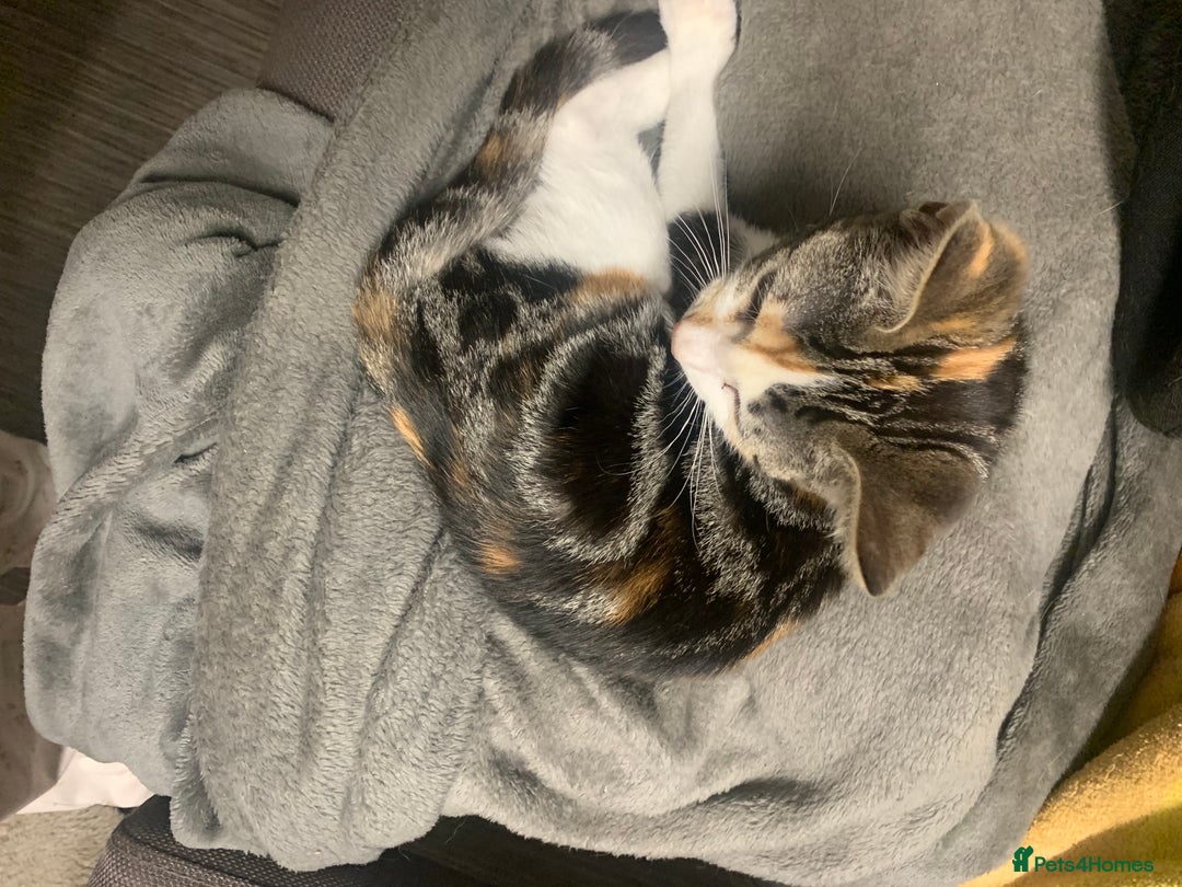 Domestic Shorthair cats for sale: 2xBEAUTIFUL KITTENS AVAILABLE NOW😸 - Image 5