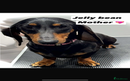 Dachshund dogs for sale: Dachshund boy ready for his new home  - Image 3