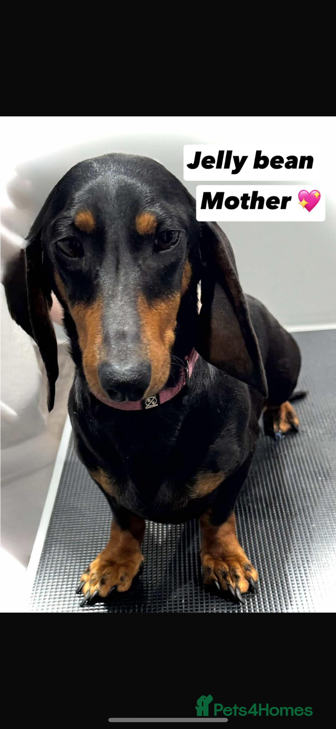 Dachshund dogs for sale: Dachshund boy ready for his new home  - Image 3