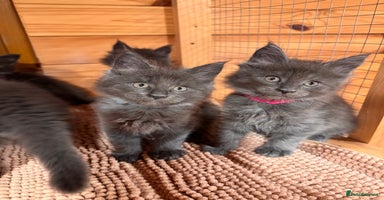 Maine Coon cats - Advert 8