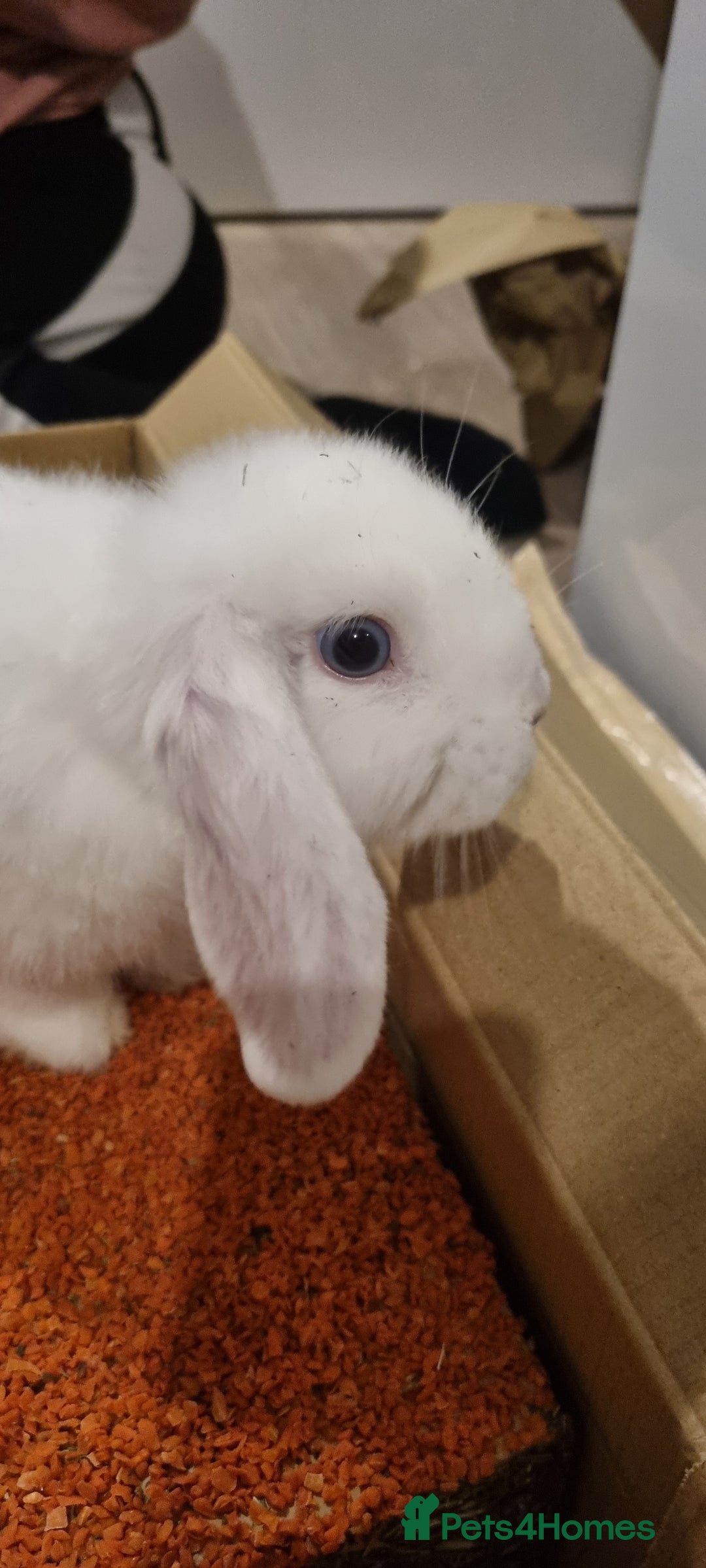 Mini Lop rabbits for sale: 2 mini lop rabbits  - Advert 6