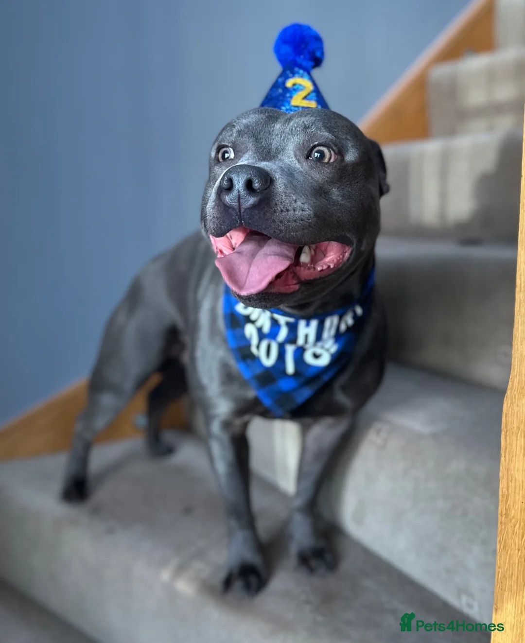 Staffordshire Bull Terrier dogs for stud: KC REG & TESTED BLUE STAFFORDSHIRE BULL TERRIER  - Advert 2