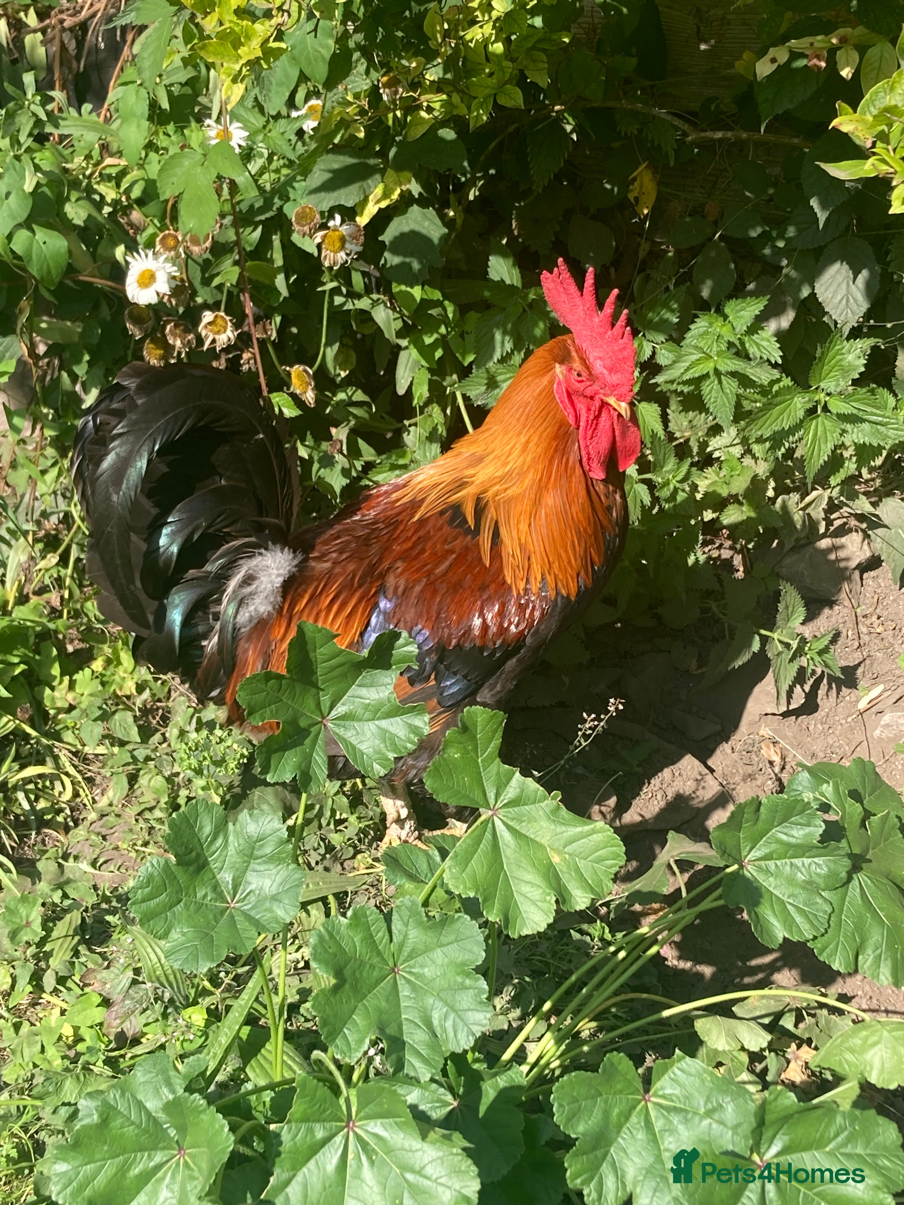 Chickens poultry Wellsummer cockerel - Advert 1