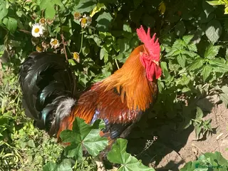 Chickens poultry Wellsummer cockerel - Advert 1