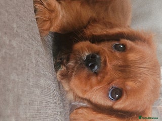 Cavalier King Charles Spaniel dogs Cavalier king charles puppys READY NOW pedigree KC - Advert 13