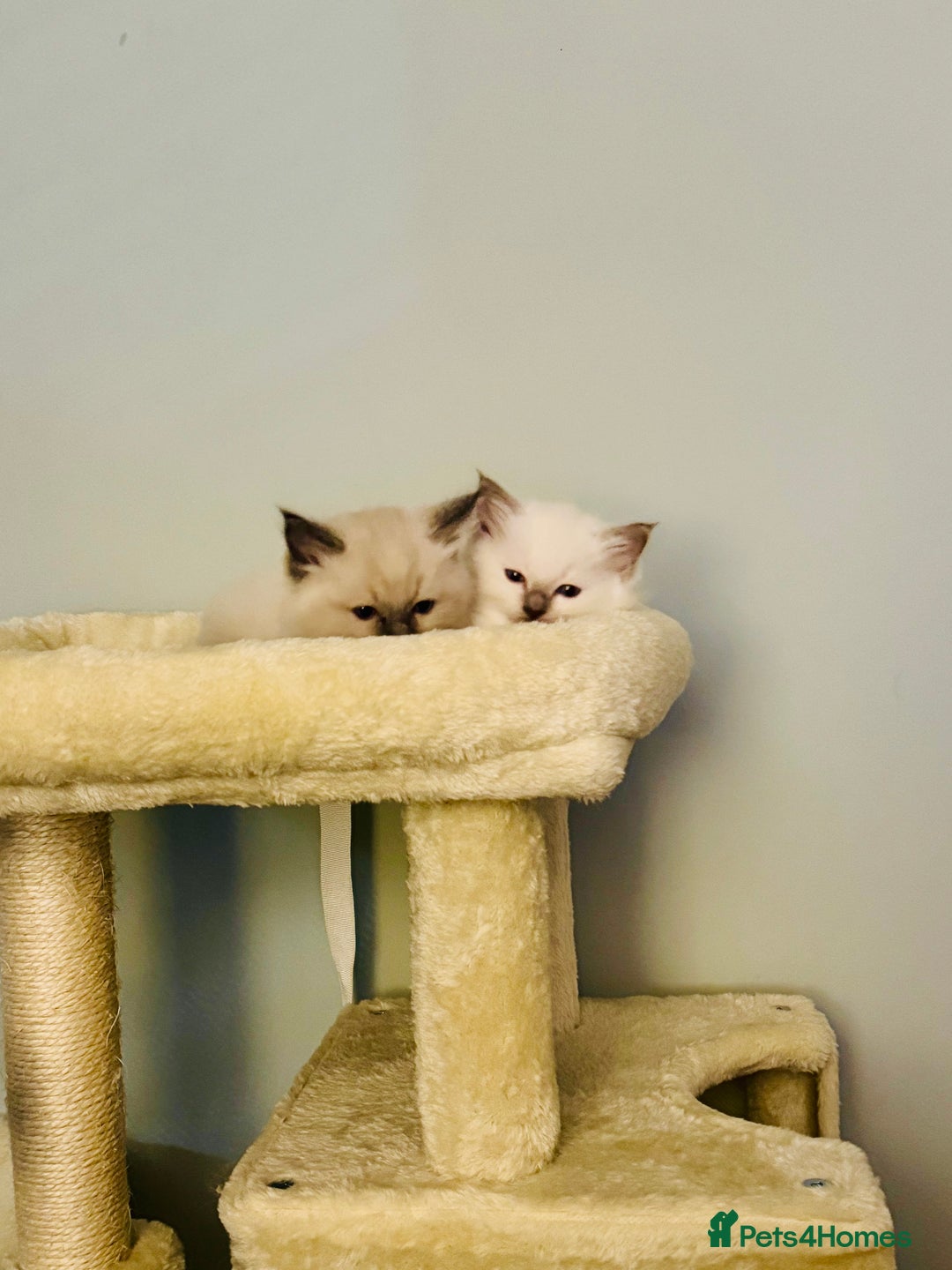 Ragdoll cats for sale: Pure bred blue & lilac point Ragdoll kittens  - Advert 24