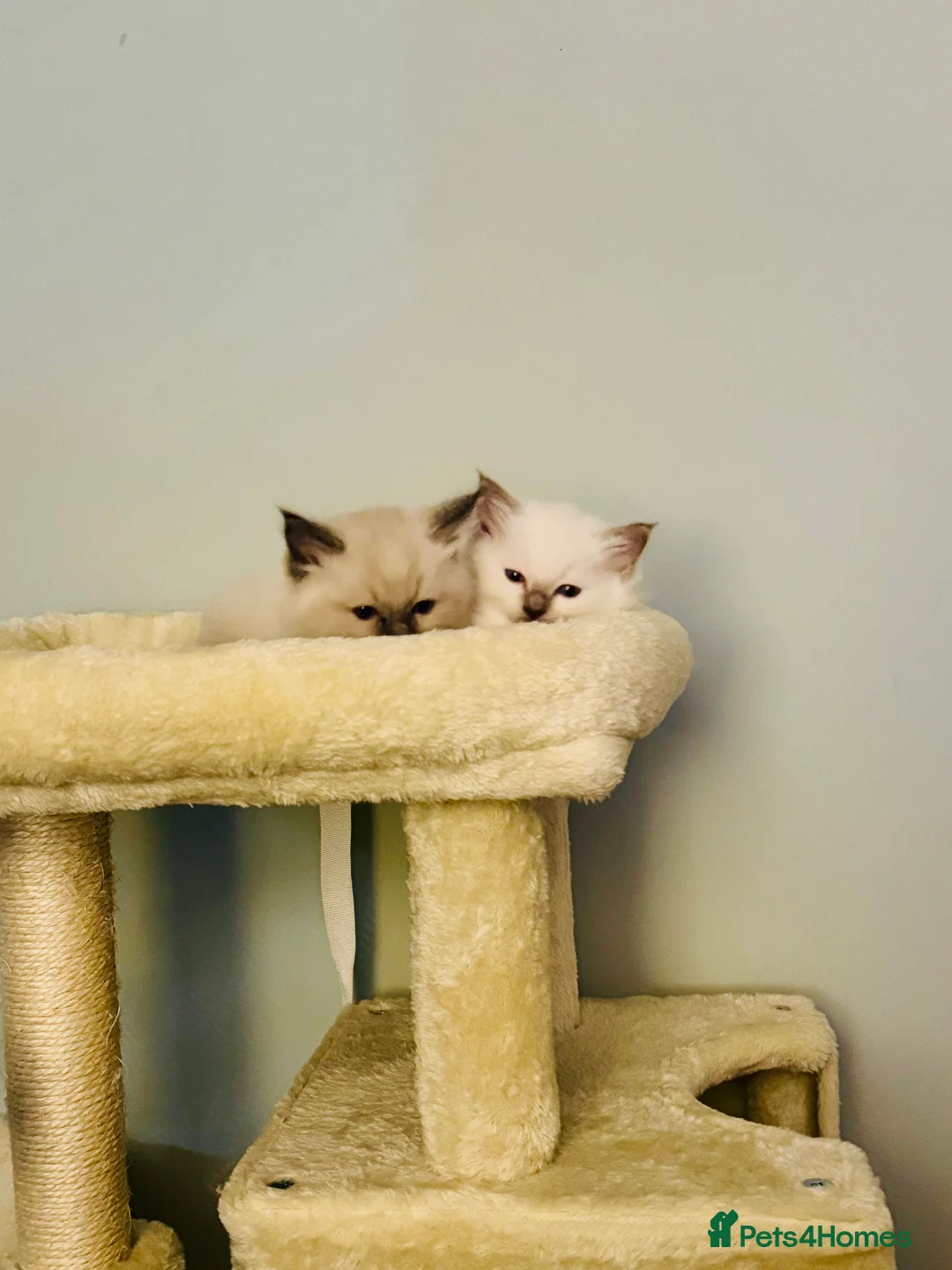 Ragdoll cats for sale: All kittens now reserved. Ragdoll kittens  - Advert 24