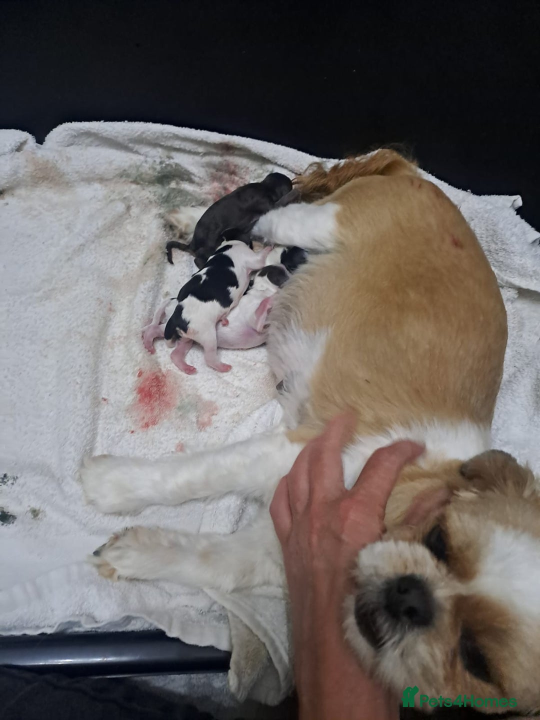 Lhasapoo dogs for sale: Lhasa Apso x Toy Poodle pups. Ready 11.09.25 - Image 26