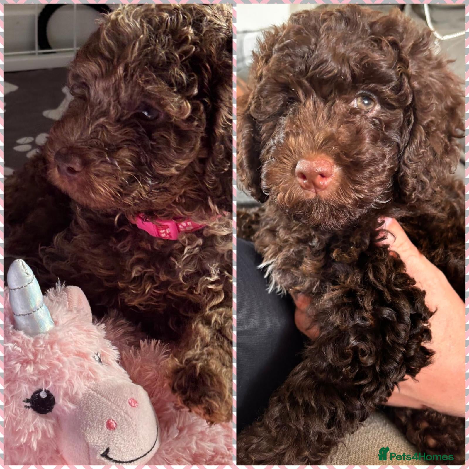 Cockapoo dogs  2 Beautiful 9 week old girls cockapoo ready now - Advert 14