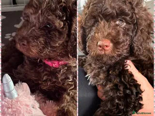 Cockapoo dogs 2 Beautiful 9 week old girls cockapoo ready now - Advert 14