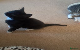 Mixed Breed cats for sale: 3 BEAUTIFUL KITTENS 😸 AVAILABLE STRAIGHT AWAY  - Advert 13