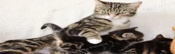 Mixed Breed cats for sale: Tabby kittens ready Now  - Advert 2