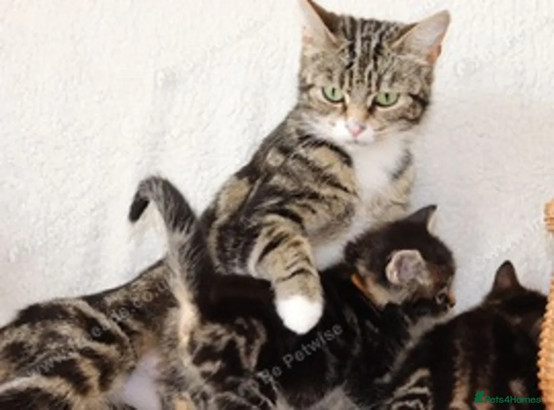 Mixed Breed cats for sale: Tabby kittens ready Now  - Advert 2
